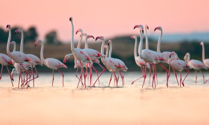 128. Margherita di Savoia - Le Saline